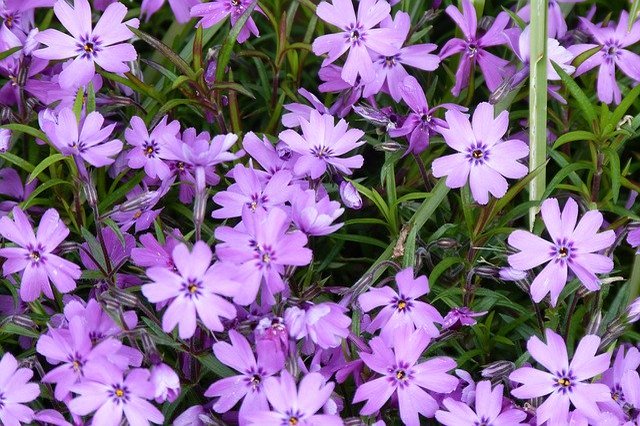 芝桜の花言葉とは?地面いっぱいに咲くかわいらしい姿から付けられたその花言葉をご紹介!!