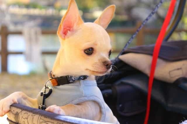 宮城県で愛犬とおでかけ！気軽に立ち寄れるカフェやペットと泊まれる宿を愛犬家目線でピックアップ