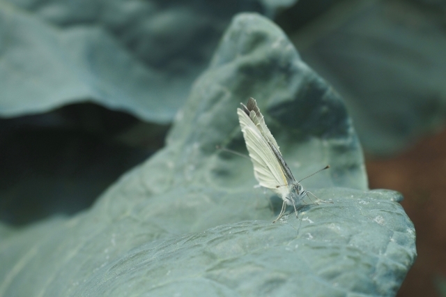 モンシロチョウの幼虫とキャベツ、知られざるバチバチの戦いが繰り広げられていた