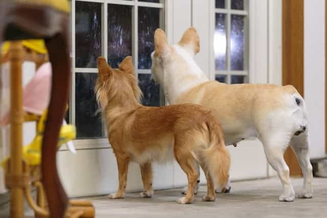 チワワの基礎知識を学ぼう！飼い方・歴史・飼育費用・ケア方法を解説