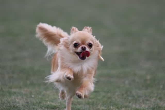 チワワの基礎知識を学ぼう！飼い方・歴史・飼育費用・ケア方法を解説