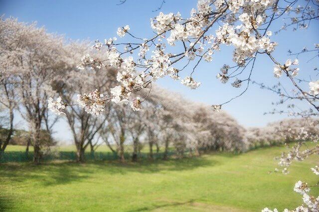 【全国】桜がきれいなキャンプ場特集。この時期ならではのお花見キャンプは格別！