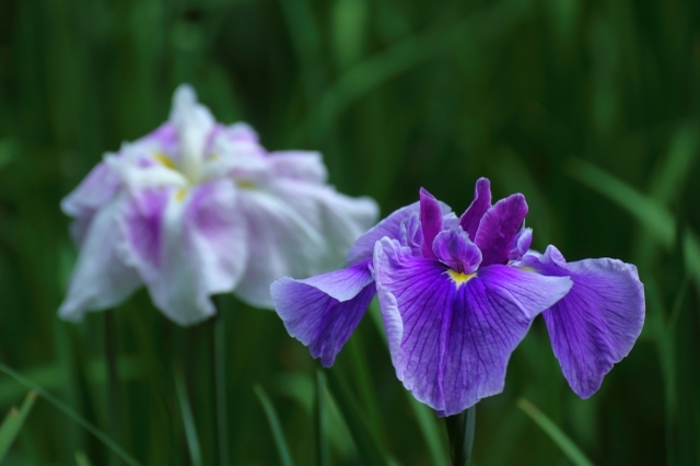 「あやめ」と「しょうぶ」に「かきつばた」、そっくりな花たちの見分け方をご紹介!