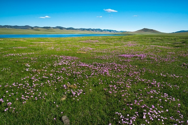 「サクラソウ」の花言葉は?かつては各地で見られた野草が今は絶滅危惧種?