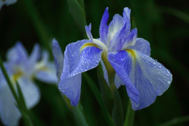 「あやめ」と「しょうぶ」に「かきつばた」、そっくりな花たちの見分け方をご紹介!