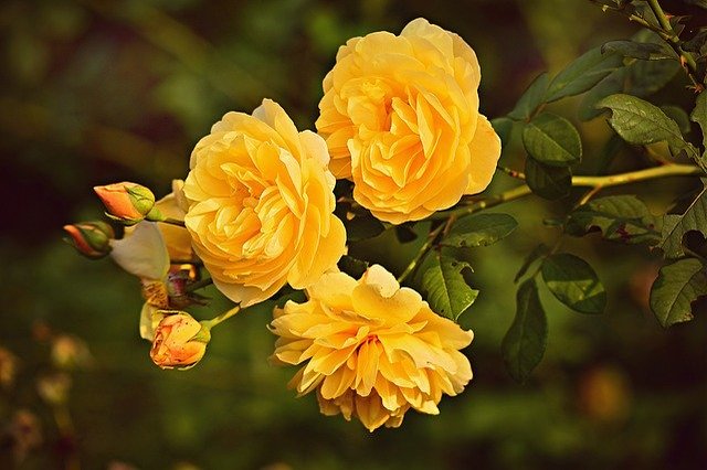 6月18日は「父の日」!母の日におけるカーネーションのような定番の贈る花はあるの?【6月第3日曜日は父の日】