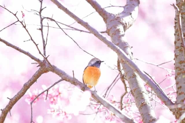 美しい姿ながらケンカっ早い！冬の渡り鳥の「ジョウビタキ」はこんな鳥