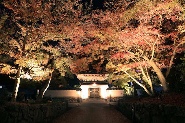 「そうだ 京都、行こう。」幻想的な灯りが彩る、この秋だけの特別な京都の旅