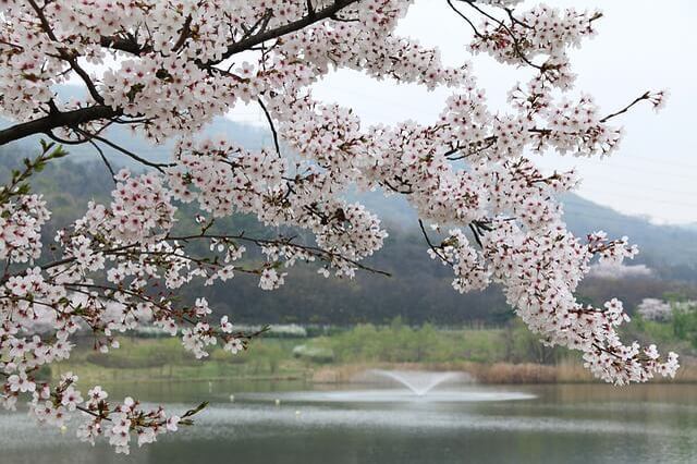 【全国】桜がきれいなキャンプ場特集。この時期ならではのお花見キャンプは格別！