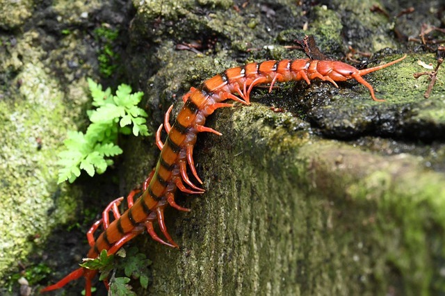 足のたくさん生えている「ムカデ」と「ヤスデ」は同じ生き物?違いはある?