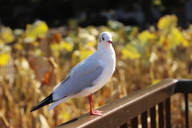 海で見かける「ウミネコ」と「カモメ」はそっくりだけど同じ鳥？その違いを解説！