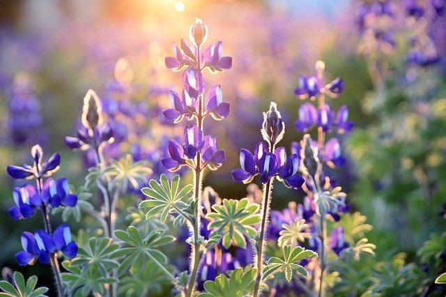 ルピナスの花言葉は?オオカミのように逞しく生きる土壌の破壊王を紹介