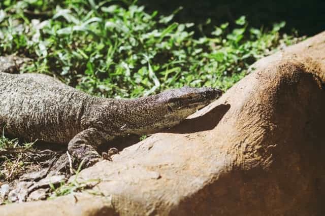 世界最大のトカゲ「コモドオオトカゲ」は世界でも珍しい毒トカゲ！