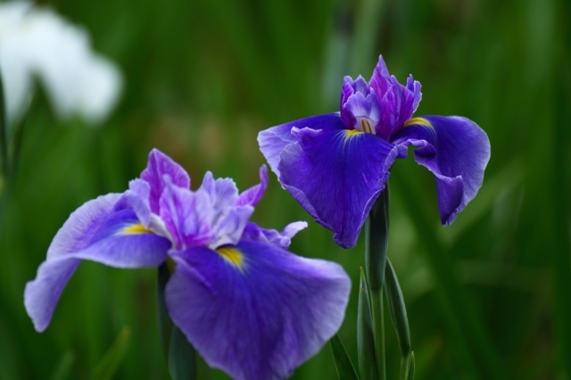 「あやめ」と「しょうぶ」に「かきつばた」、そっくりな花たちの見分け方をご紹介!
