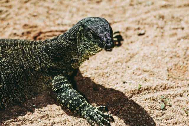 世界最大のトカゲ「コモドオオトカゲ」は世界でも珍しい毒トカゲ！