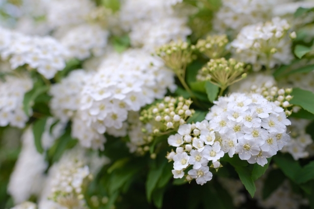江戸時代から庭木として愛されるコデマリの花言葉は、姿かたちから取られたものだった