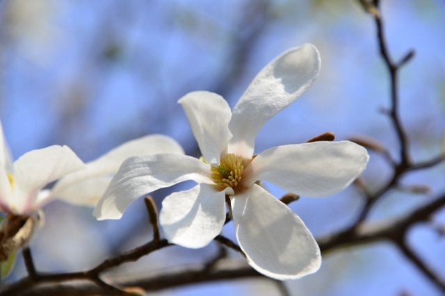 春の訪れを教えてくれる「こぶしの花」。名前の由来は「拳」から来た?