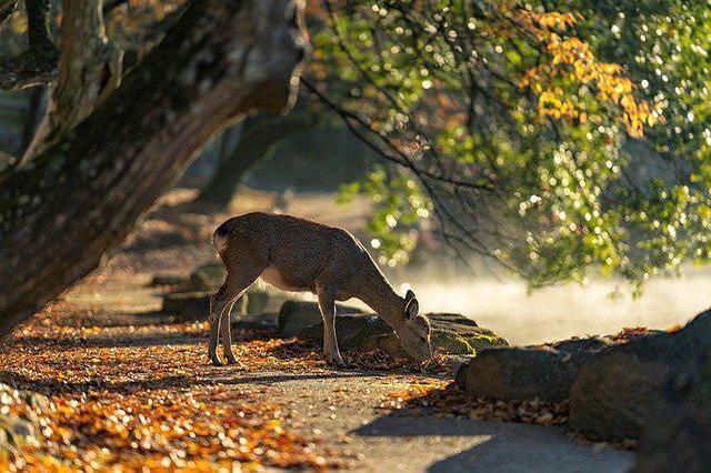 観光名所揃い、奈良公園の紅葉スポット&見どころを解説！帰りは鹿との記念写真を。