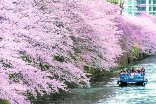 まもなく桜の季節が到来！「桜の名所、目黒川お花見クルーズ」予約開始