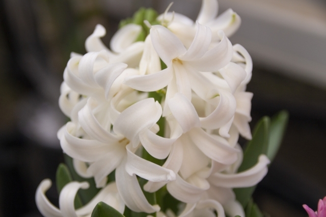 ヒヤシンスの花言葉は？その由来は名前の語源でもある美少年にあった！