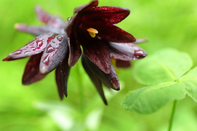 北海道や北陸に咲く「クロユリ」、その花言葉はロマンチックな逸話と恐ろしい伝説から!