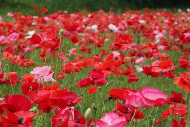 三浦半島最大級の花畑！絶景が楽しめる「ポピー・ネモフィラまつり」