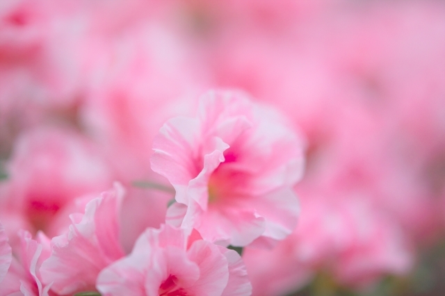 アザレアとはどんな花？その花言葉は浪費家や大酒飲みに贈りたくなるものなのです！！