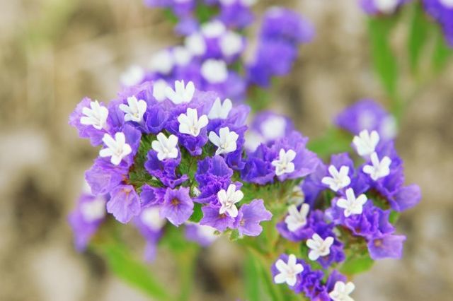 プレゼントとして最適な「スターチス」の花言葉とは?ドライフラワーにも適した人気のお花