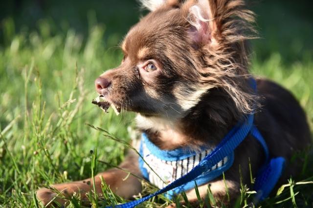 青森県で愛犬とおでかけ！気軽に立ち寄れるカフェやペットと泊まれる宿を愛犬家目線でピックアップ