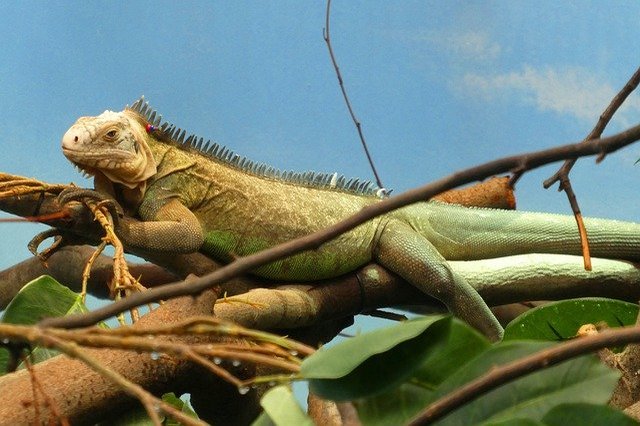 【ペット】イグアナの飼い方ガイド！餌やおすすめの種類、値段、性格など総まとめ！