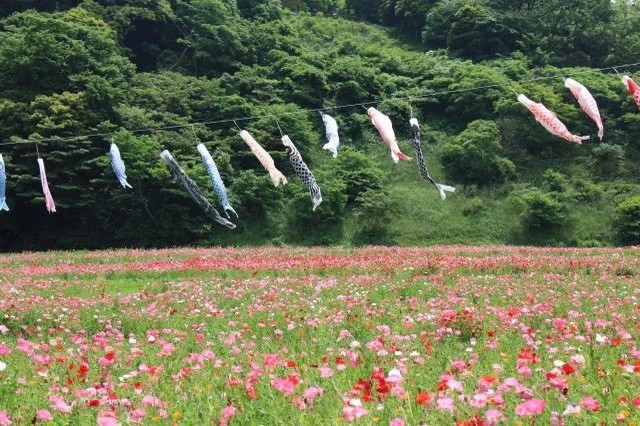 三浦半島最大級の花畑！絶景が楽しめる「ポピー・ネモフィラまつり」