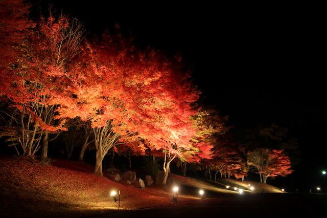 広島「休暇村帝釈峡」に燃ゆる秋到来、ライトアップした夜紅葉を満喫する