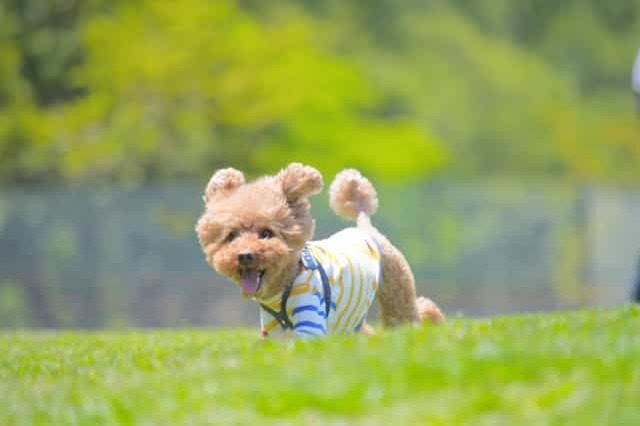 広島県で愛犬とおでかけ！気軽に立ち寄れるカフェやペットと泊まれる宿を愛犬家目線でピックアップ