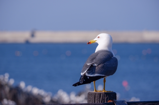 海で見かける「ウミネコ」と「カモメ」はそっくりだけど同じ鳥？その違いを解説！