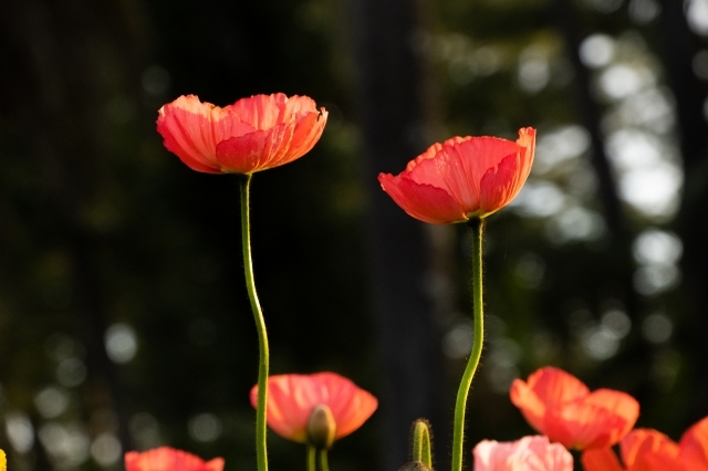 春に咲く「ポピー」の花言葉はなに?別名には中国の英雄・項羽にまつわる物語も
