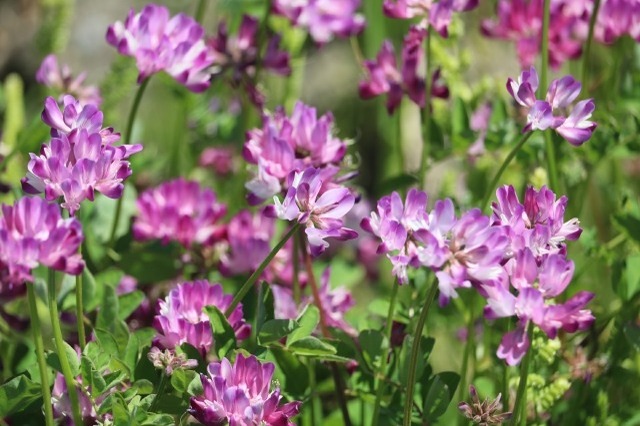 【読めたらスゴイ!】「蓮華草」ってどんな草!?一度は見たことあるハズ!この漢字、あなたは読めますか?
