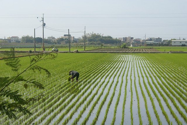 旧暦で5月を意味する「皐月(さつき)」、その由来は5月に行われてきた作業から!