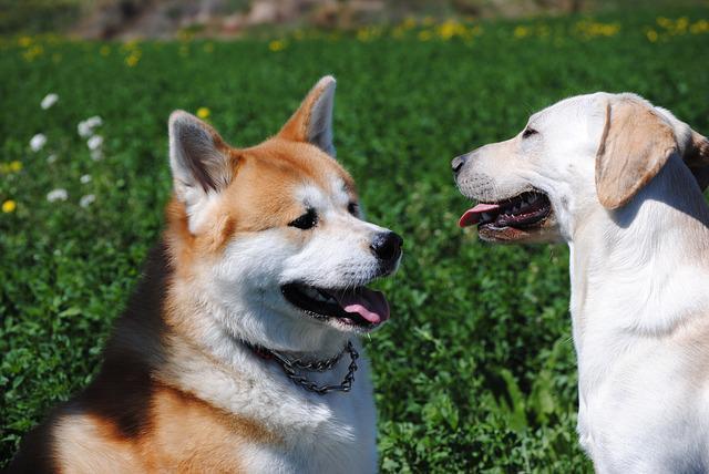 秋田県で愛犬とおでかけ！気軽に立ち寄れるカフェやペットと泊まれる宿を愛犬家目線でピックアップ