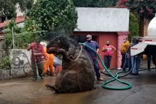 これはリアル？！メキシコの下水で発見されたのは目を疑う巨大なネズミ？！？！