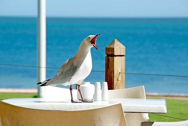 海で見かける「ウミネコ」と「カモメ」はそっくりだけど同じ鳥？その違いを解説！