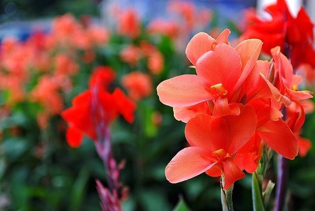剣が名前の由来のグラジオラス、その花言葉は恋人たちの秘密のやり取りから来た!