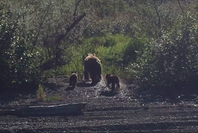 熊って泳げるんだ！2匹の子グマを背中に乗せて湖を横断!! 子供を守る母親グマの泳ぎっぷりがたくましい!!