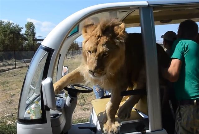 【動画】サファリパークでライオンが車の中に突入！乗客達はどうなった！？