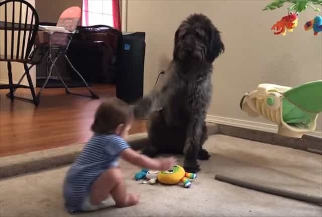 「おすわりなさい」おすわりさせようとしたら逆に犬におすわりさせられてしまった赤ちゃんのキョトン顔が可愛すぎる