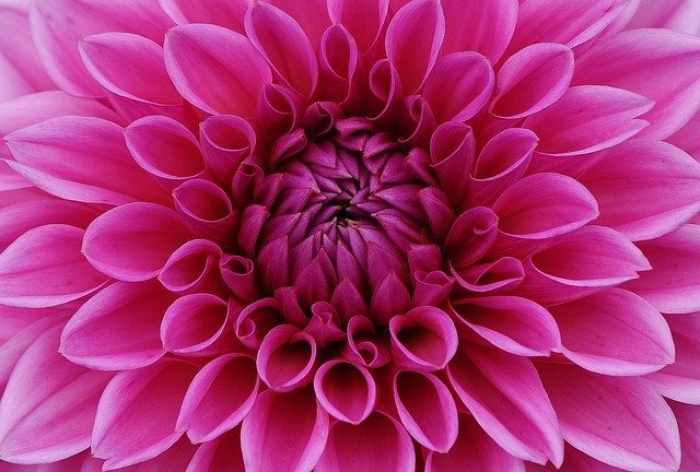 「ダリア」とはどんな花?その花言葉にはあの偉人との関係も?!