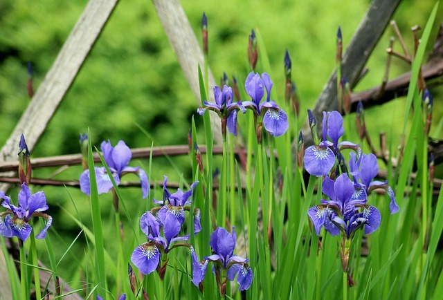 旧暦で4月を意味する「卯月（うづき）」、その由来は十二支の「卯」とはまた別物なんです！！