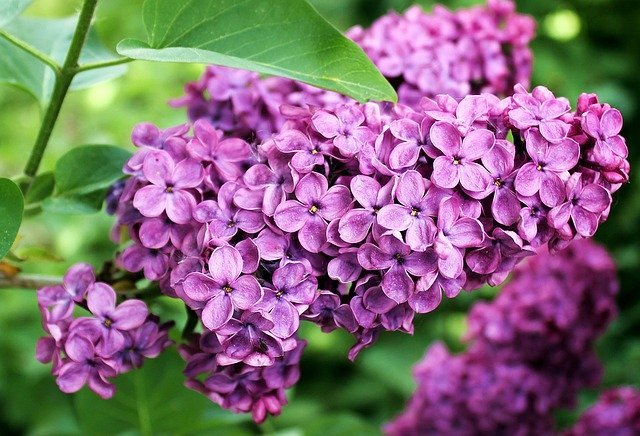 「ライラック」とはどんな花？その花言葉は？幸せになれると伝わるハッピーライラックとは一体何？？