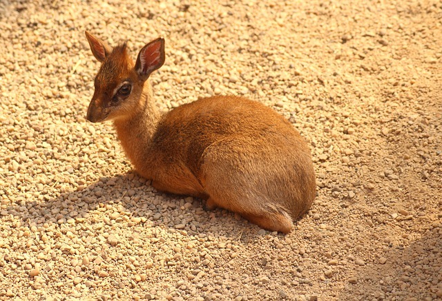 小さくてかわいい「ディクディク」はシカの仲間ではなく、まさかのウシの仲間だった！