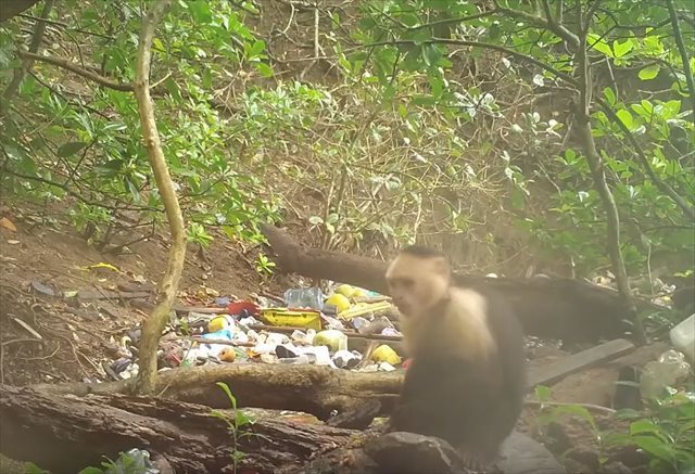 野生の猿が石を道具として利用しし食べ物を砕く様子が目撃された！