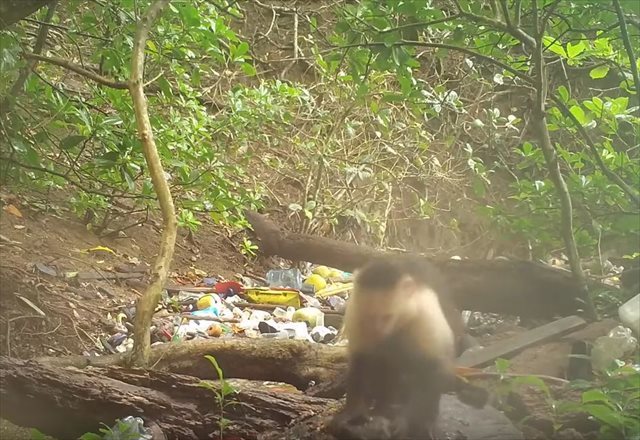 野生の猿が石を道具として利用しし食べ物を砕く様子が目撃された！